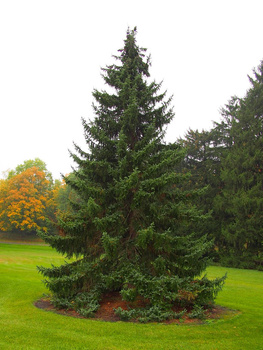 świerk serbski 45-60cm 4,90zł/szt 3 letni komplet 50 szt