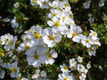 pięciornik krzewiasty biały