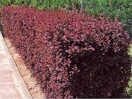 Berberys Pospolity (Berberis vulgaris) – Krzew o Czerwonych Liściach, 3,00 zł/szt