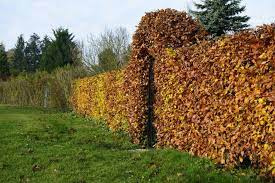 buk zwyczajny pospolity fagus sylvatica 70-100cm 5,00zł/szt