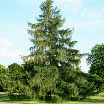 Modrzew Europejski (Larix decidua) - Elegancki, Zimotrwały Drzewo Liściaste