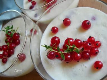 Porzeczka Czerwona – Sadzonka z Gołym Korzeniem 20-30 cm | 5,50 zł/szt