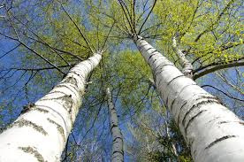 Sadzonki Brzozy Brodawkowatej 30-50 cm 1,00 zł/szt betula pendula biała leśna