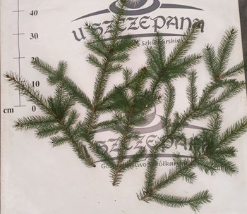 stroisz gałęzie świerk kłujący 5,5zł/kg