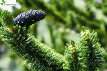 Sosna oścista (Pinus aristata) - Unikalny, Długowieczny Krzew Ogrodowy