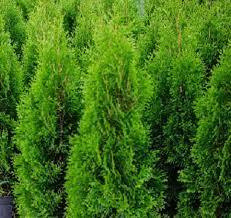 thuja szmaragd ok. 20cm w cenie3,80zł/szt