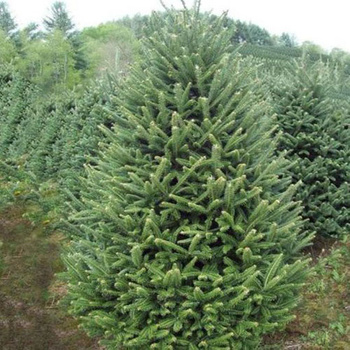 jodła frasera 40-50cm 7,00 zł/szt 4 letnia- komplet 10 szt