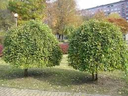 Wierzby szczepione na pniu – Hakuro, Palmowa, Iwa, Tricolor – 90-100 cm pnia – 40 zł/szt